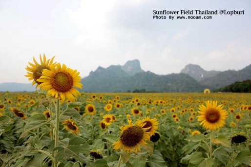 ทุ่งทานตะวัน เขาจีนแล จังหวัดลพบุรี ดอกไม้สวยๆ พร้อม วิวภูเขา พื้นที่กว่า 1400 ไร่